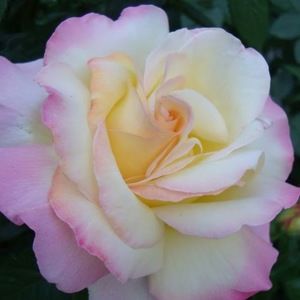 Meet your Posher, Kylie